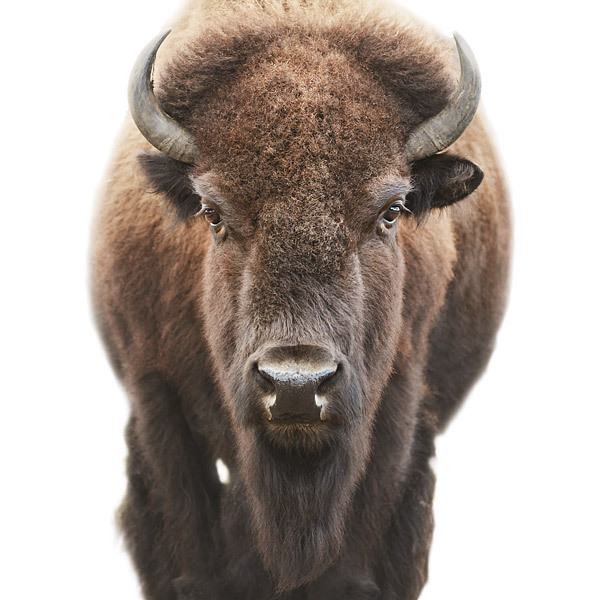 American bison portrait by Morten Koldby