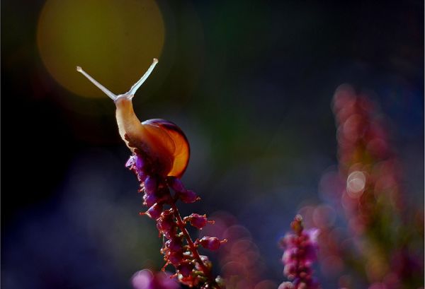Dew and petal detail in Magdalena Wasiczek’s garden photography