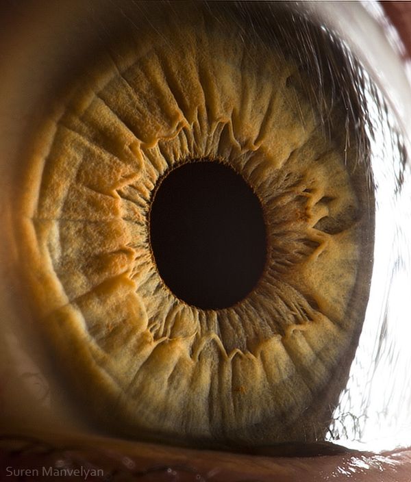 Detailed macro of a human eye by Suren Manvelyan