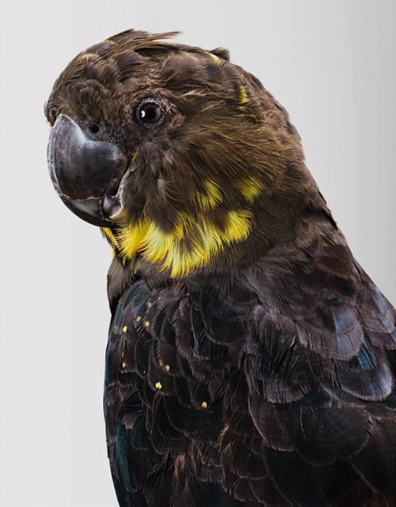 Cockatoo portrait by Leila Jeffreys