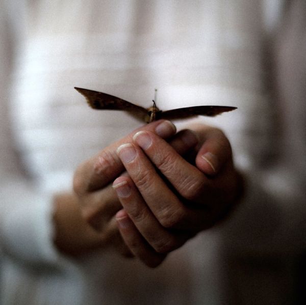 Photographic study of butterflies near a figure in pale clothing