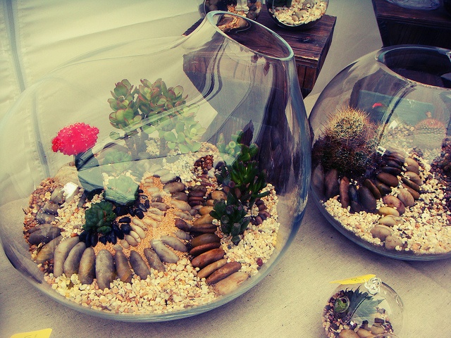 Open bowl terrarium planting