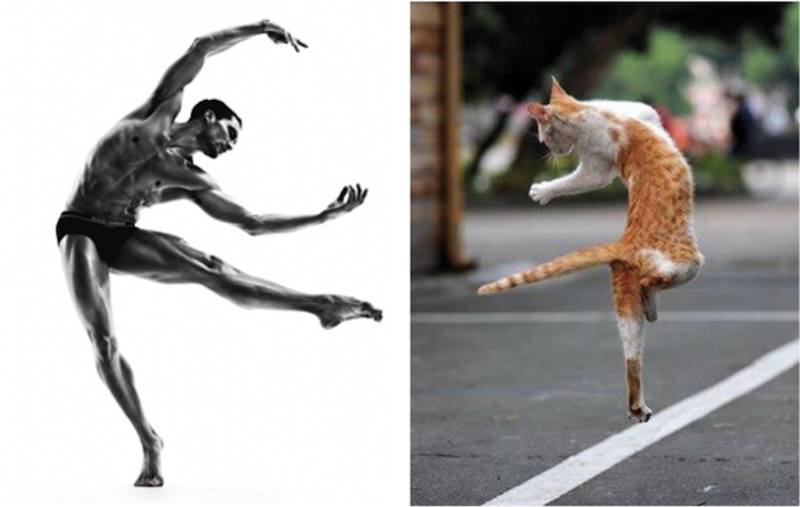 Handsome men versus cute kittens