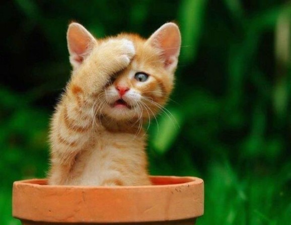 irresistable-adorables20 Ginger kitten in a flowerpot doing a facepalm