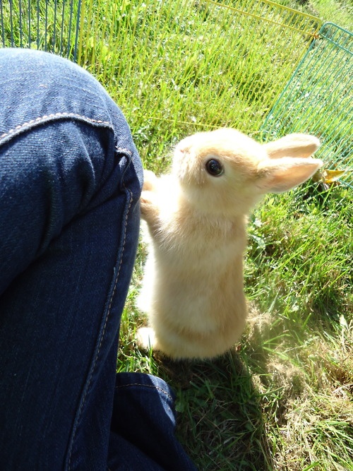 Adorable animal photo from Irresistable Adorables 3