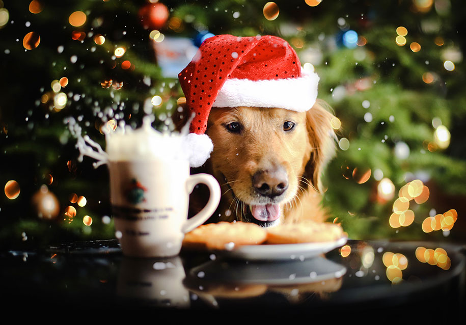 golden retriever fourteen Jessica Trinh