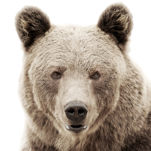 Brown bear headshot by Morten Koldby
