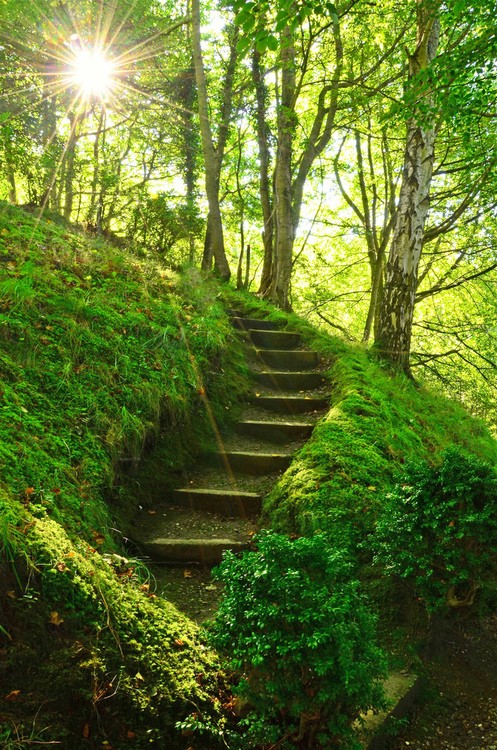 Mossy Stairs, Perthshire, Scotland Mossy Stairs, Perthshire, Scotland