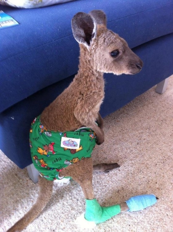 Baby kangaroo in a patterned diaper with a bandaged hind foot
