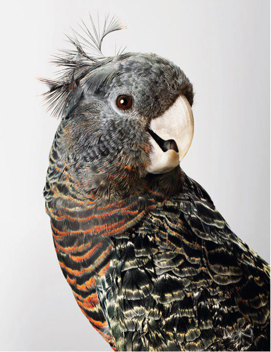 Cockatoo portrait by Leila Jeffreys