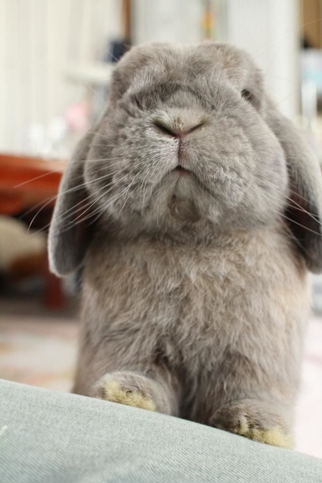 adorables27
