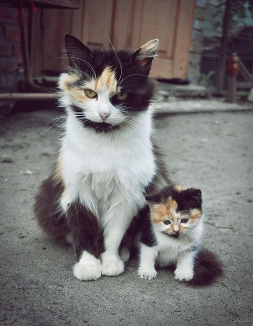 adorables04