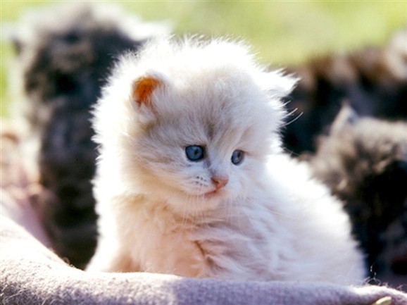 Fluffy cream kitten with blue eyes in a mauve basket