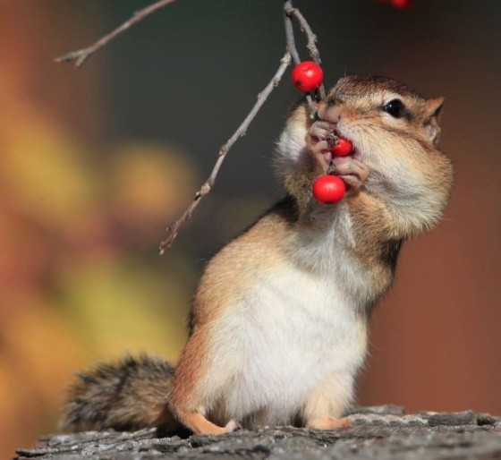 Chipmunk stuffing red berries into full cheek pouches