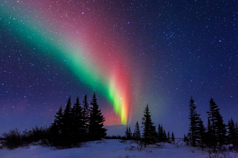 Aurora Over The Trees Of Churchill Manitoba