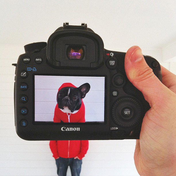 French bulldog face on camera screen replacing owner wearing matching red hoodie