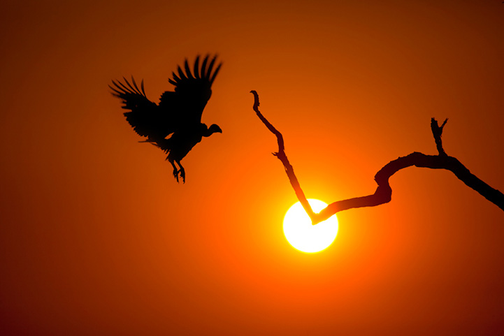 Silhouette wildlife image by Mario Moreno