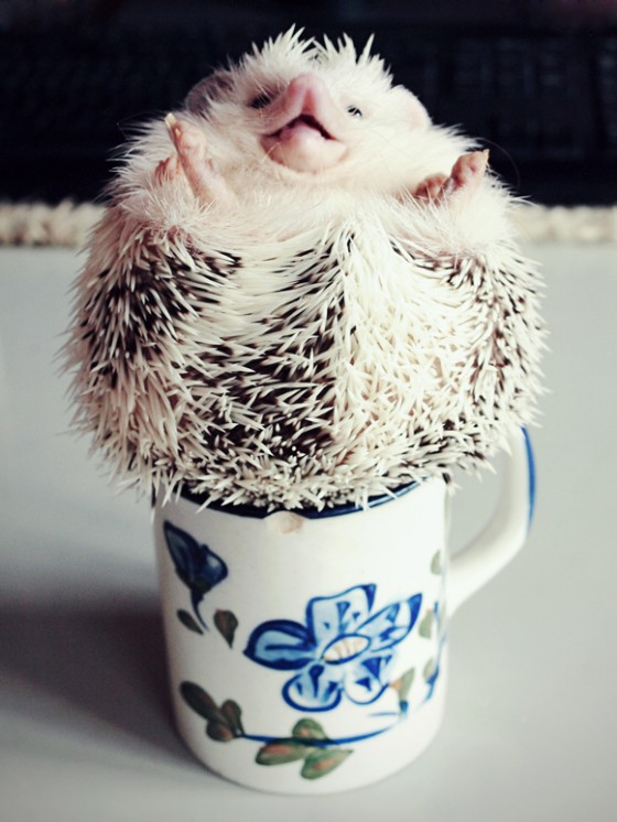 Cream hedgehog curled on its back inside a floral ceramic mug